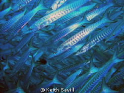 I had no wet lenses when I took this shot of a Barracuda ... by Keith Savill 